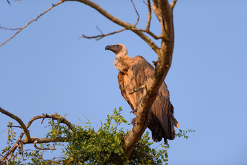 vulture sitting in tree 