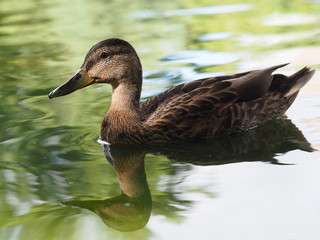 Stockente - Weibchen