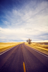 Lonely tree by a road, color toning applied, travel concept, USA.