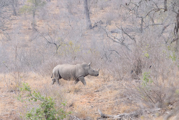Naklejka premium Park Narodowy Rhino Southafrica Krueger