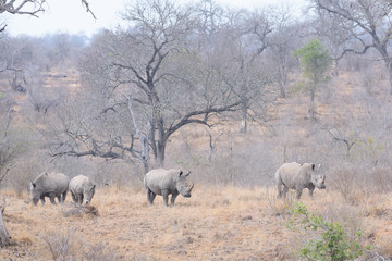 Obraz na płótnie Canvas Rhino Southafrica Krueger National Park 