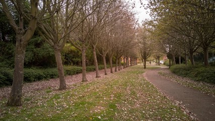 Autumn leaves on the ground