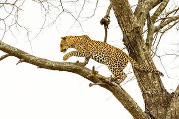 Leopard sitting in tree - Africa wild cat  