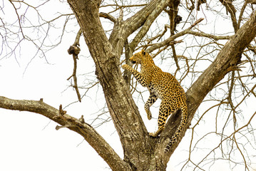 Leopard sitting in tree - Africa wild cat  
