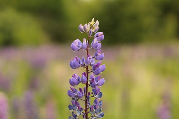 Obraz premium field of purple flowers