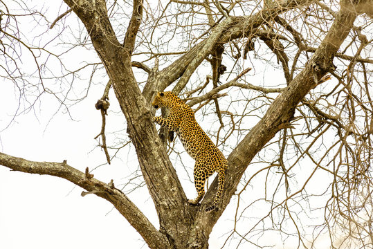 Leopard sitting in tree - Africa wild cat  