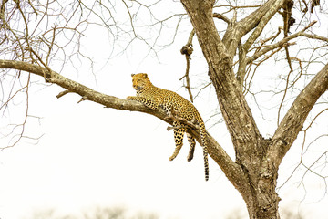 Leopard sitting in tree - Africa wild cat  