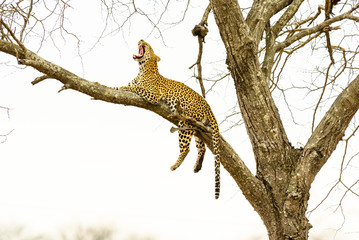 Leopard sitting in tree - Africa wild cat  