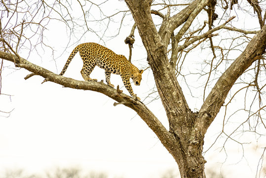 Leopard sitting in tree - Africa wild cat  