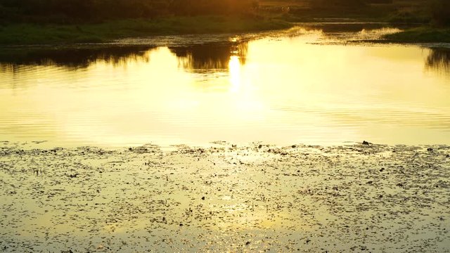 Beautiful golden sunset river landscape. Real time 4k video footage.