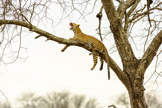 Leopard sitting in tree - Africa wild cat  