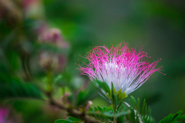 Persian silk flower is a species of tree in the family Fabaceae