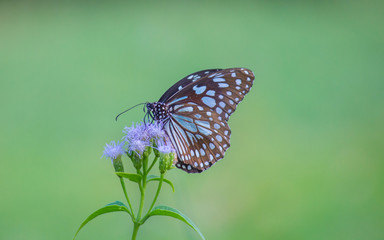 Fototapeta na wymiar The blue spotted milkweed butterfly sitting on the flower plants in a nice green background