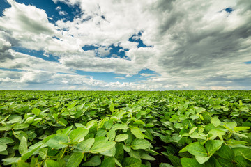 Green ripening soybean field, agricultural landscape