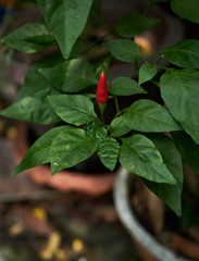 red chilli in the garden