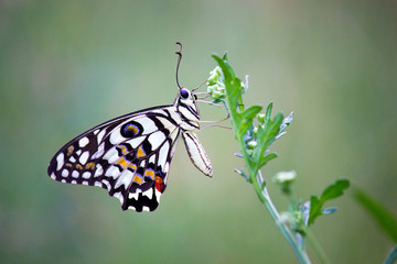 Fototapeta premium The Common Lime Butterfly sitting on the flower plants in its natural habitat with a nice soft blurry background.