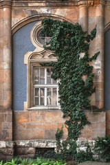 Fototapeta na wymiar windows of a historic building, beautiful ivy, the texture of the walls of an old building