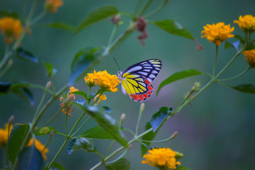 Beautiful Indian Jezebel Butterfly sitting on the flower plant in its natural habitat