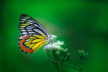 Beautiful Indian Jezebel Butterfly sitting on the flower plant in its natural habitat