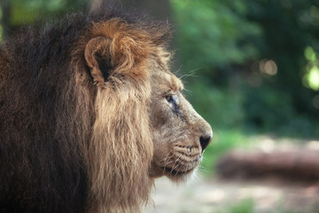 Obraz premium portrait of a large beautiful lion