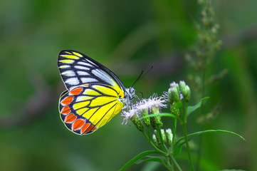 Naklejka premium Beautiful Indian Jezebel Butterfly sitting on the flower plant in its natural habitat