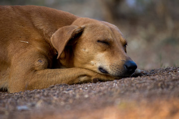 A dog in a deep sleep on the street