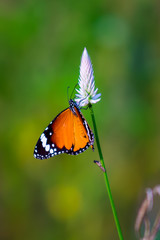 The Plain Tiger  butterfly sitting on the flower plant with a nice soft background