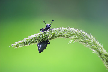 Beetles are a group of insects that form order Coleoptera, in the superorder Endopterygota. Their front pair of wings is hardened into wing-cases, elytra, distinguishing them from most other insects © Robbie Ross
