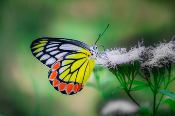 Beautiful Indian Jezebel Butterfly sitting on the flower plant in its natural habitat