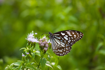 The blue spotted milkweed butterfly sitting on the flower plants in a nice green background