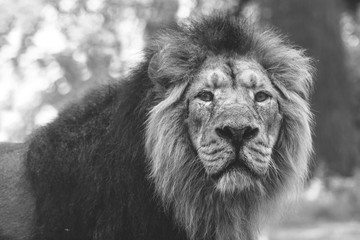 portrait of a large beautiful lion