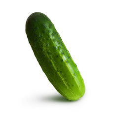 One whole fresh cucumber is isolated on a white background. Seasonal summer vegetable.