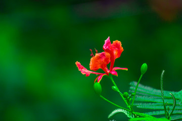 Gulmohar flower seen in a soft bokeh background