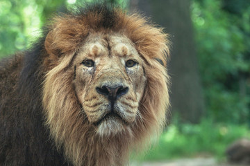 portrait of a large beautiful lion