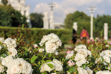 Bush of white roses on the background of lanterns. Beautiful roses close-up with green leaves. Spray rose with white flowers.