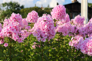 Obraz premium Beautiful Phlox paniculata gently pink color. Closeup of a purple flower with green leaves. Flowerbed with natural flowers Phlox paniculata.