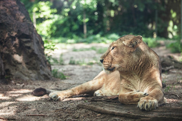 portrait of a big beautiful lioness