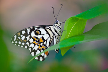 The Common Lime Butterfly sitting on the flower plants in its natural habitat with a nice soft blurry background.
