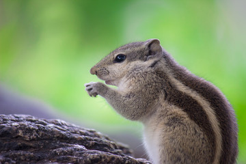 A Squirrel on the tree trunk looking curiously in its natural habitat with a nice soft green blurry background.