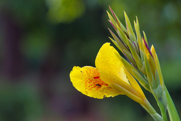 Canna Indica flowers blooming away in a soft green background in the garden