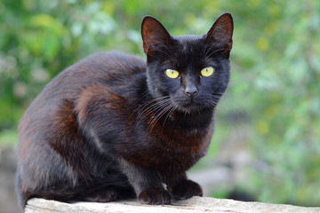 Black cat with green eyes on a green background.