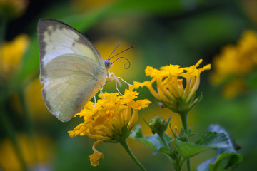 The Yellow Grass Butterfly sitting on the flower in its natural habitat