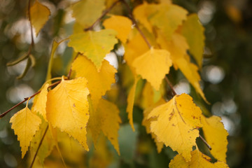 Autumn birch branches background.