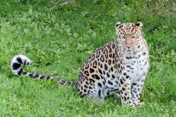 Majestic Amur Leopard