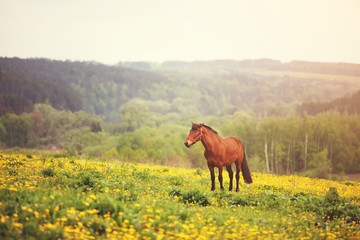 Obraz premium brown horse grazing in a field of flowers. a bright sunny day.