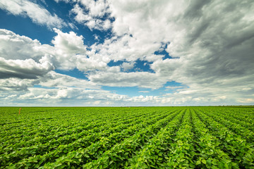 Green ripening soybean field, agricultural landscape