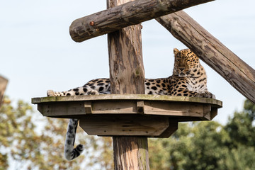 Amur Leopard lying on a Wooden Platform