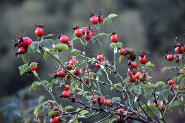 Dog-rose with ripe fruit