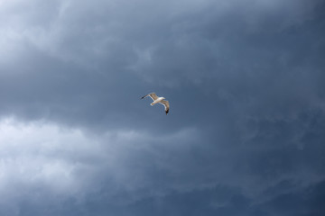 The stormy sky, the white seagull under the thunderclouds