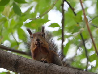Naklejka na ściany i meble Brown squirrel sits on the tree branch in thicket summer forest and eats nuts horizontal view close up